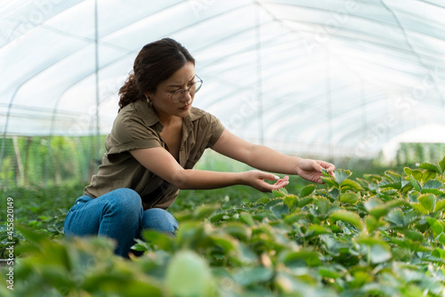 asian female famer in Strawberry greenhouse farm photo