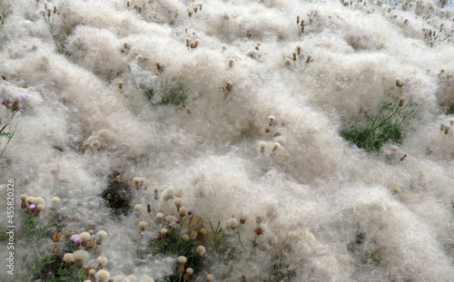 overblown thistles
