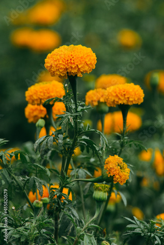 Marigold photo