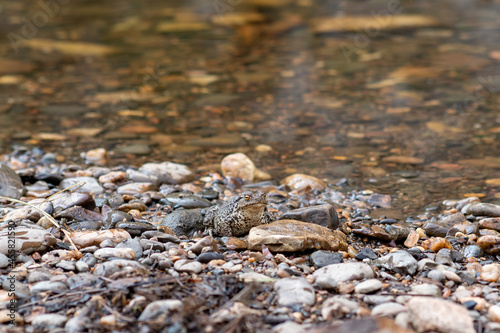 Canvas Print common gray toad camouflaged among the pebbles on the rocky river bank