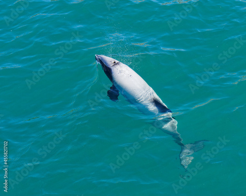 Hectors dolphin, endangered dolphin, New Zealand. Cetacean endemic to New Zealand © Gary