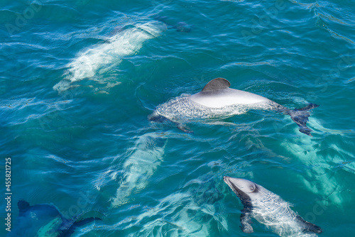 A pod of Hectors dolphins  endangered dolphin  New Zealand. Cetacean endemic to New Zealand