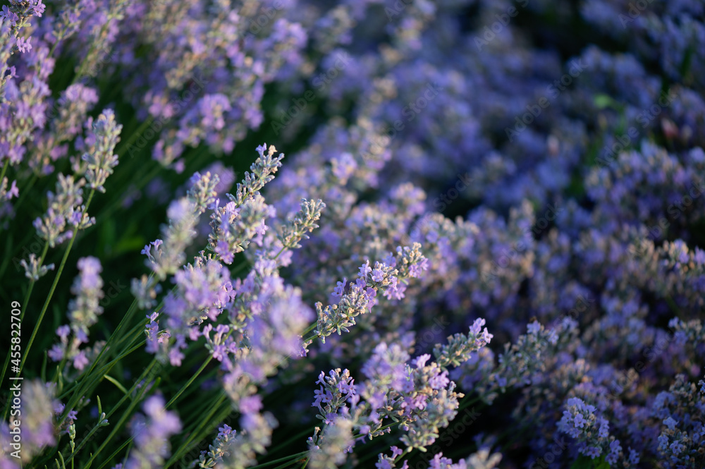 Lavender field during sunrise Lavender field during sunrise