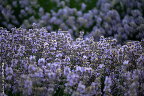 Lavender field during sunrise photo