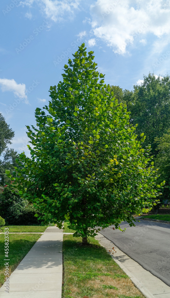 Young sycamore in residential neighborhood