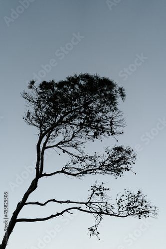 Silhouette of a windswept conifer leaning to one side photo