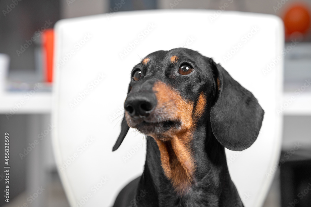 Portrait of smart dachshund dog who attentively listens to the commands of owner or handler, watches someone or waits for something, front view, close up.
