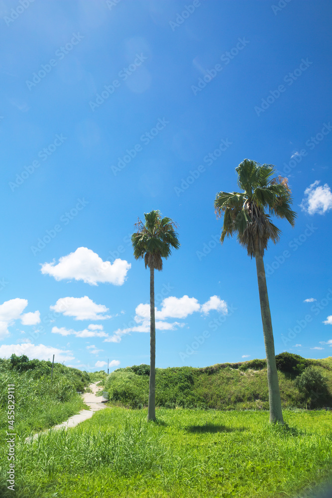 椰子の木と夏の青空	