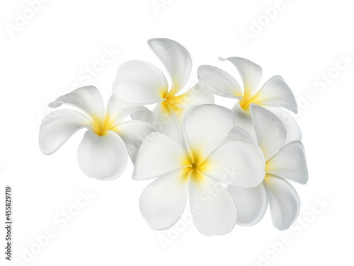 Frangipani flower isolated on white background © Kompor