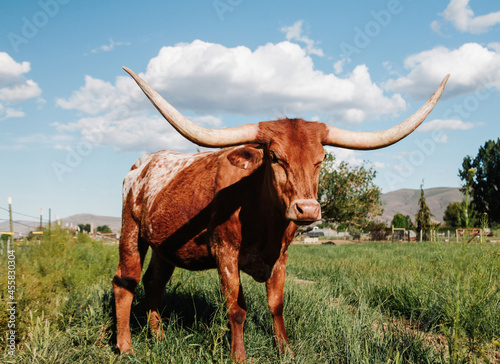 Sideview of longhorn cow in pasture