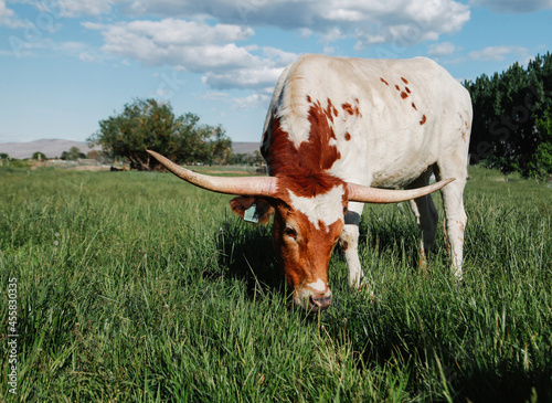 white and red long horn cow eating in field photo