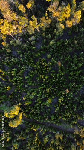 Forest. Made by DJI mini2 photo