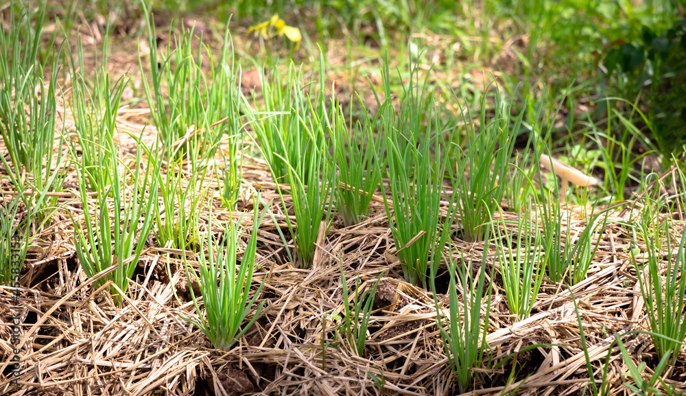 Onions in the backyard. an edible bulb with a pungent taste and smell, composed of several concentric layers, used in cooking. Onions in the backyard. an edible bulb with a pungent taste and smell, composed of several concentric layers, used in cooking.