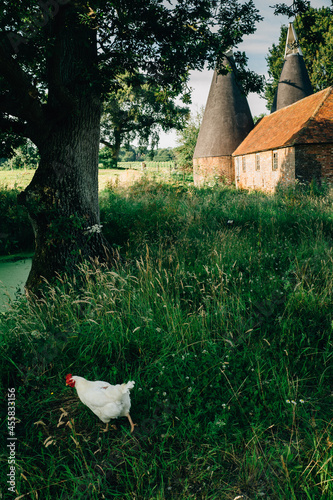 Chicken walking past oast house in southeast England