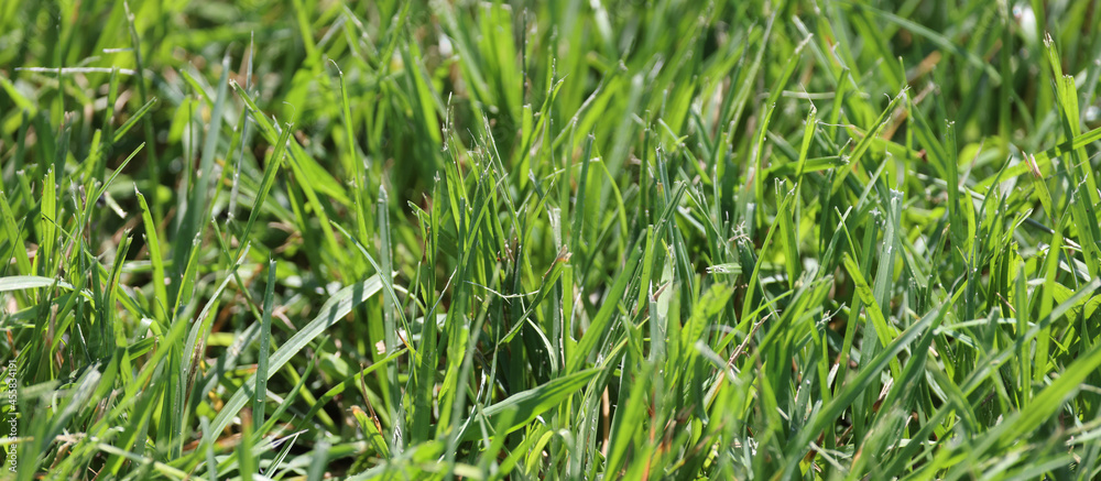 Obraz premium green grass on the grass