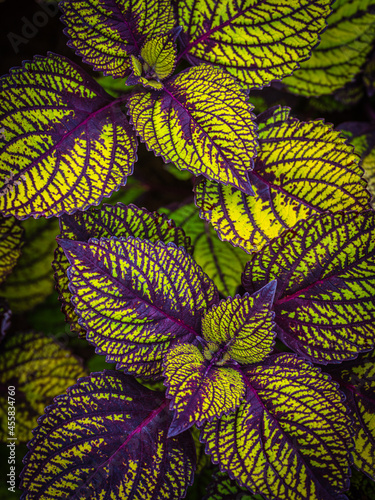 Close up of a purple, green and yellow coleus photo