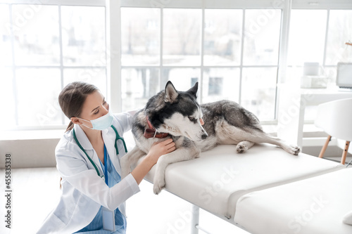 Veterinarian examining cute...