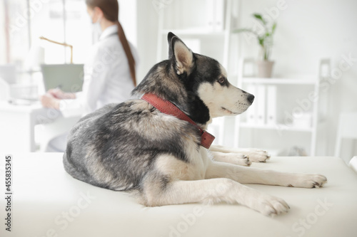 Cute husky dog in vet clinic