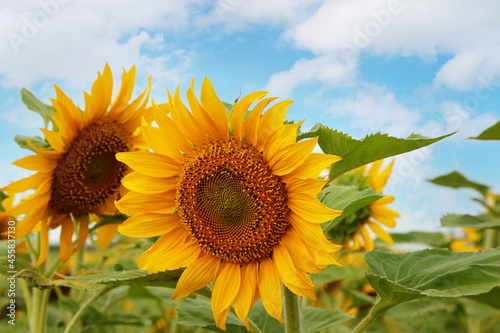 Large sunflower in a field photo