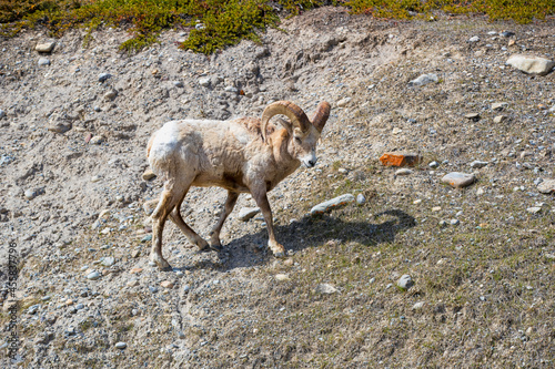 A Rocky Mountain Bighorn Sheep. Taken in Banff, Canada