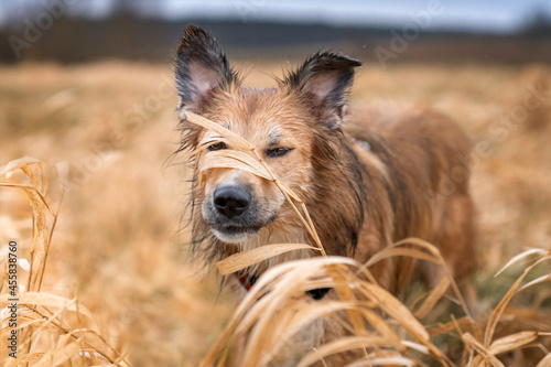 Mokry pies w wysokiej, jesiennej trawie