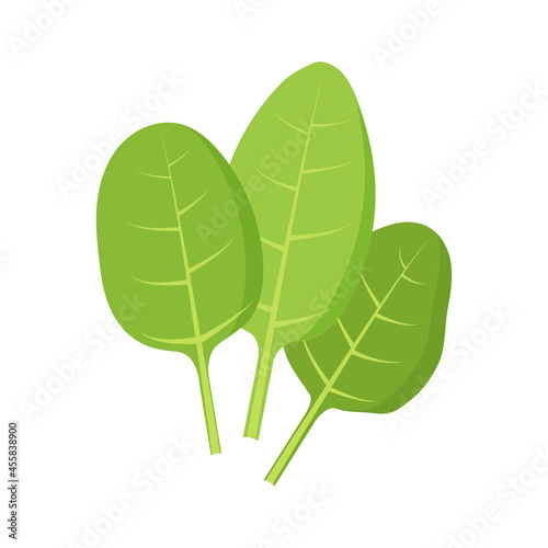 Spinach icon isolated on white background