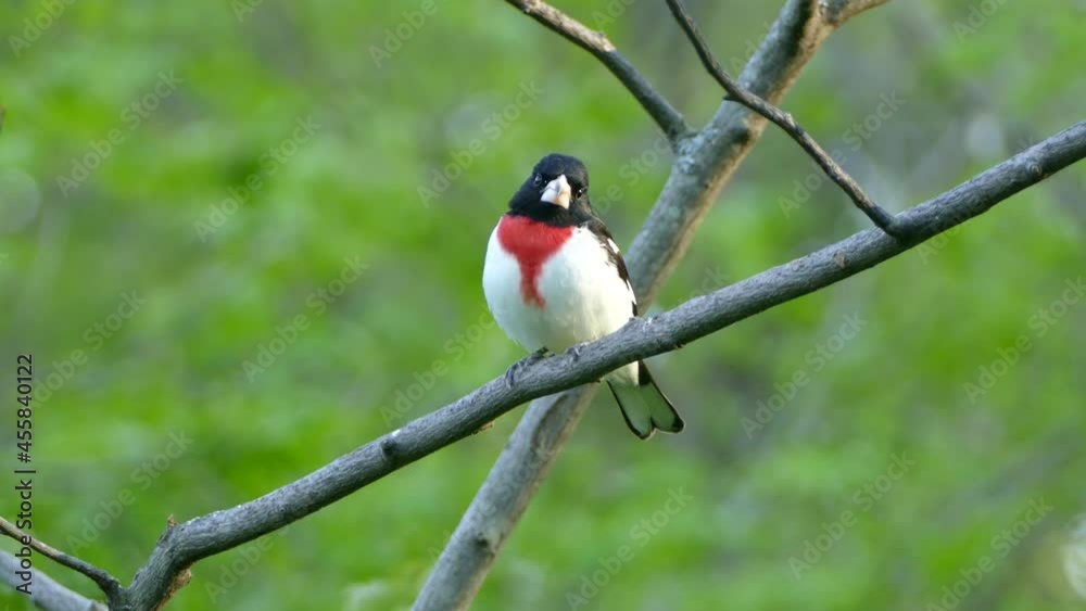 A beautiful white, red, and black bird with a white beak sitting on a thin branch. A beautiful white, red, and black bird with a white beak sitting on a thin branch.