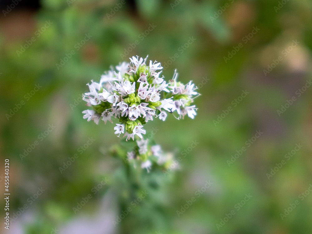 Homegrown organic oregano flower close-up Homegrown organic oregano flower close-up