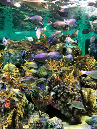 coral reef and fish © London