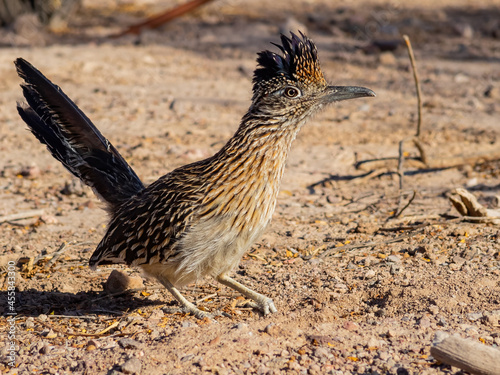 Close up shot of cute Roadrunner on the ground