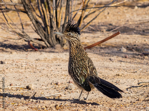 Close up shot of cute Roadrunner on the ground