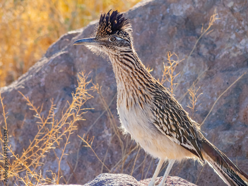 Fotografie Close up shot of cute Roadrunner on the ground