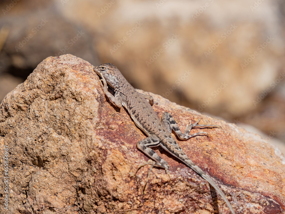 Close up shot of a cute Lizard Close up shot of a cute Lizard