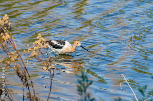 Close up shot of the American avocet