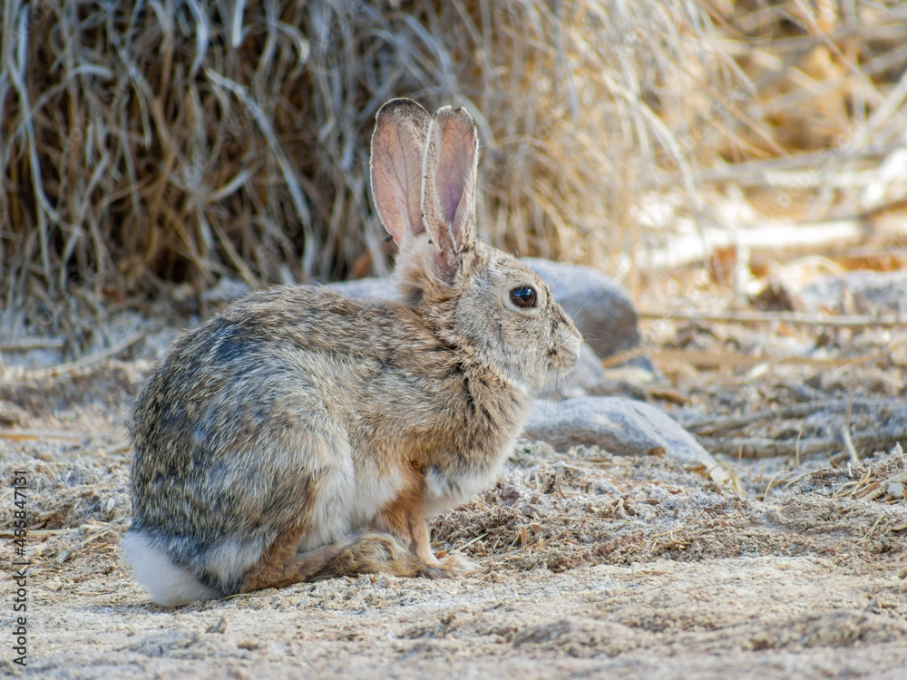 Close up shot of a cute Cottontail rabbit Close up shot of a cute Cottontail rabbit