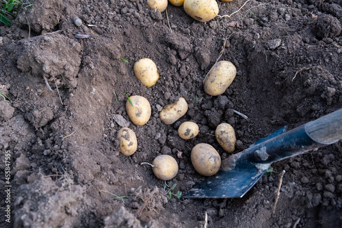 Wallpaper Mural Digging up fresh potatoes with shovels outdoors Torontodigital.ca