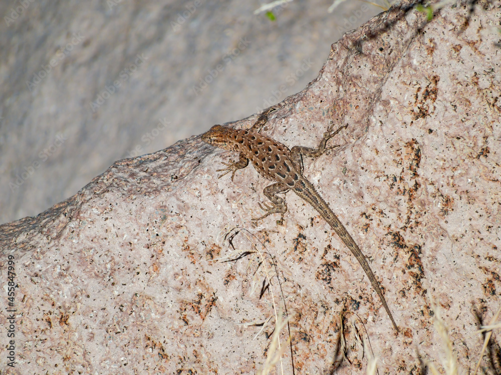 Close up shot of a cute Lizard Close up shot of a cute Lizard