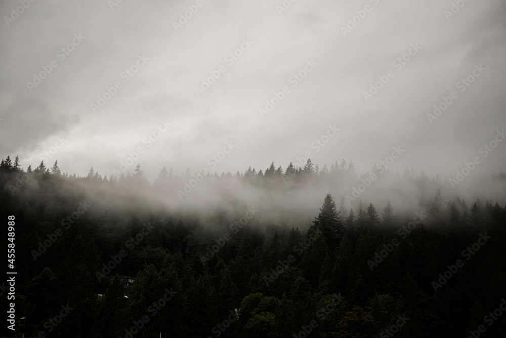 Fototapeta premium Nature wood background. Misty foggy mountain landscape with fir forest and copy space in vintage retro hipster style