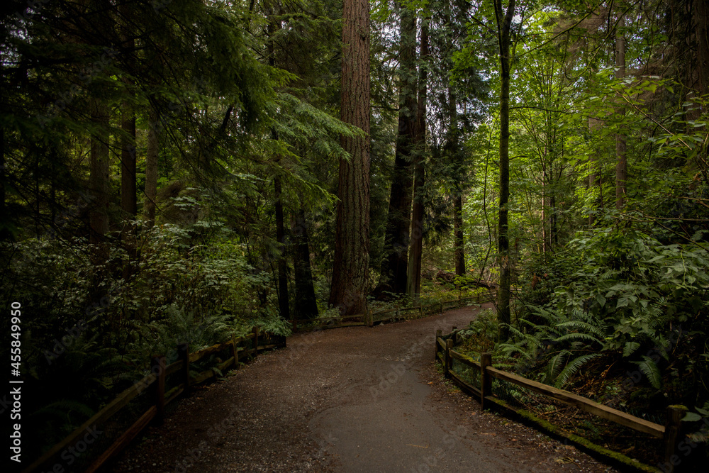 Obraz premium Enchanting path in Fairy Mysterious Forest. . Stranger forest. Background for wallpaper.