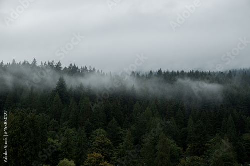 Nature wood background. Misty foggy mountain landscape with fir forest and copy space in vintage retro hipster style © joi