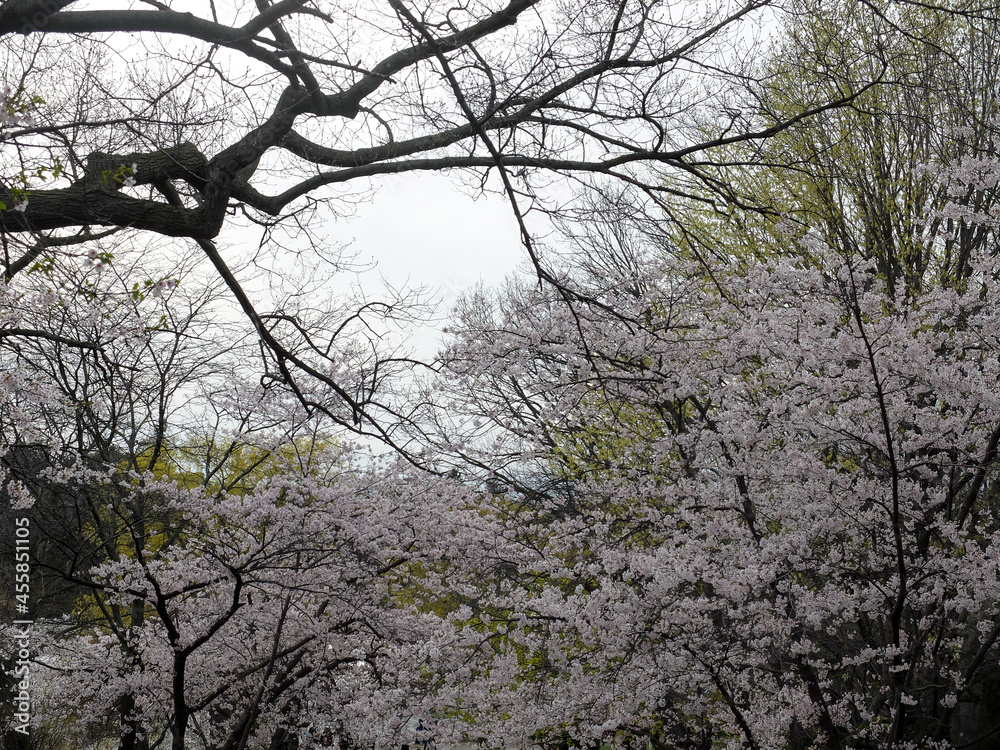 Cherry blossoms during spring at High Park, Toronto. Cherry blossoms during spring at High Park, Toronto.