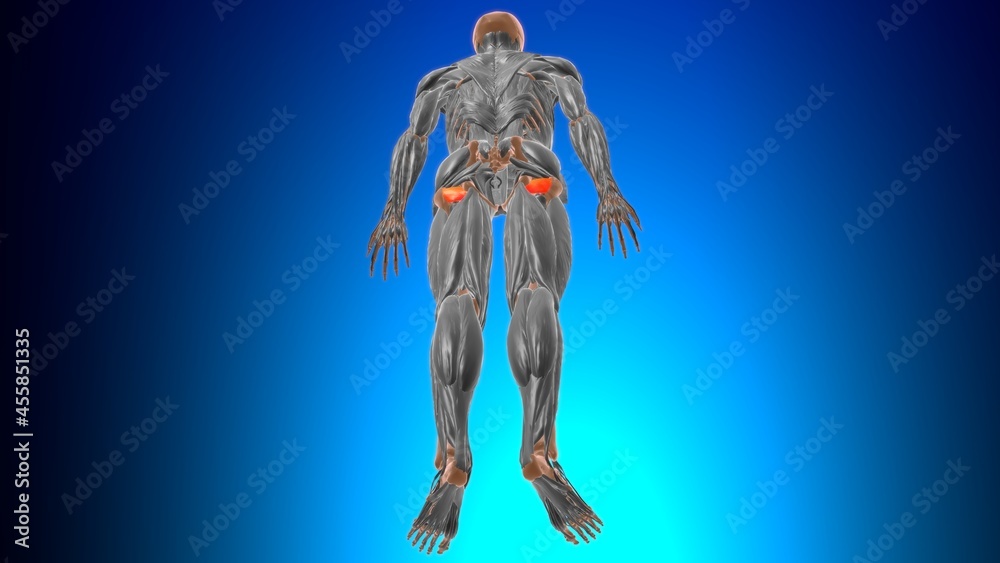 Quadratus femoris Muscle Anatomy For Medical Concept 3D