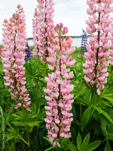 Closeup of pink lupine flowers and purple lupine flowers in the distance.