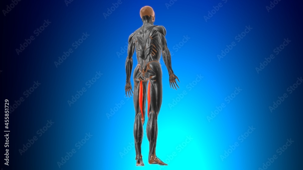 Semitendinosus Muscle Anatomy For Medical Concept 3D