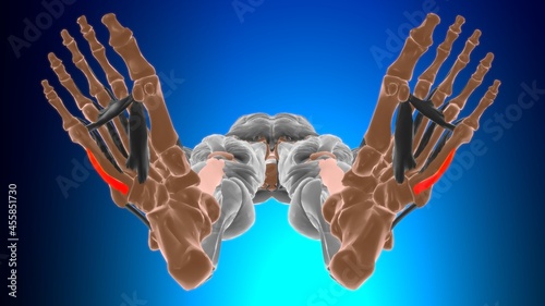 Opponens digiti minimi of foot Muscle Anatomy For Medical Concept 3D photo