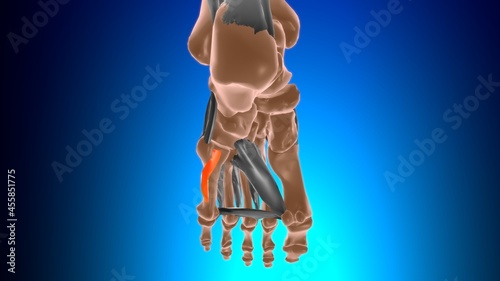 Opponens digiti minimi of foot Muscle Anatomy For Medical Concept 3D photo