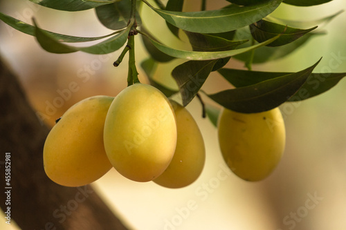  sweet yellow Marian plum on branch photo