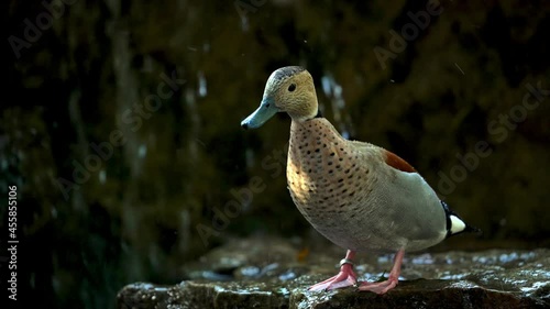 Inquisitive Ringed teal stands below small waterfall, looking around photo