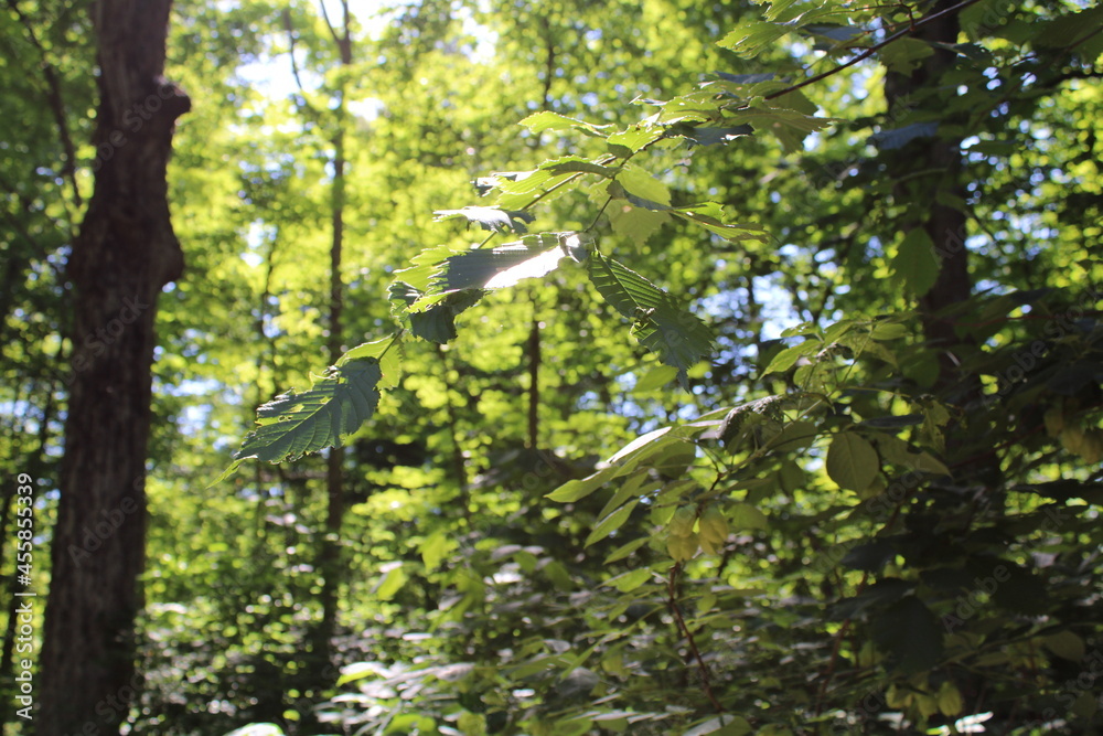 Fototapeta premium Focusing in on a branch, within a forest visible in the background.