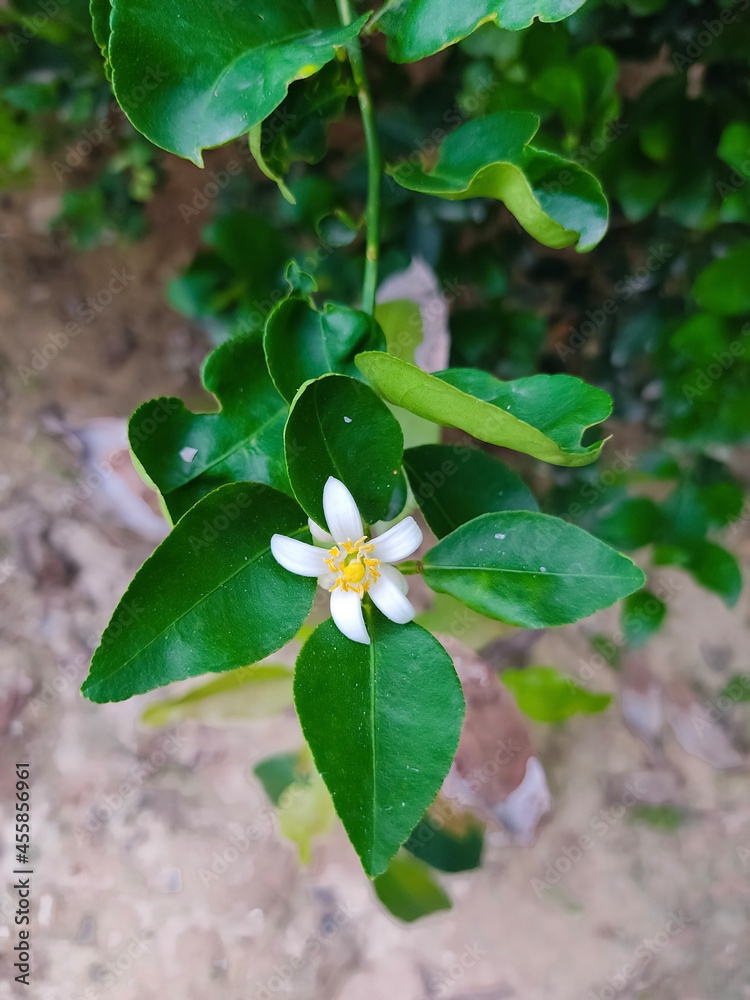 Obraz premium flower in the garden